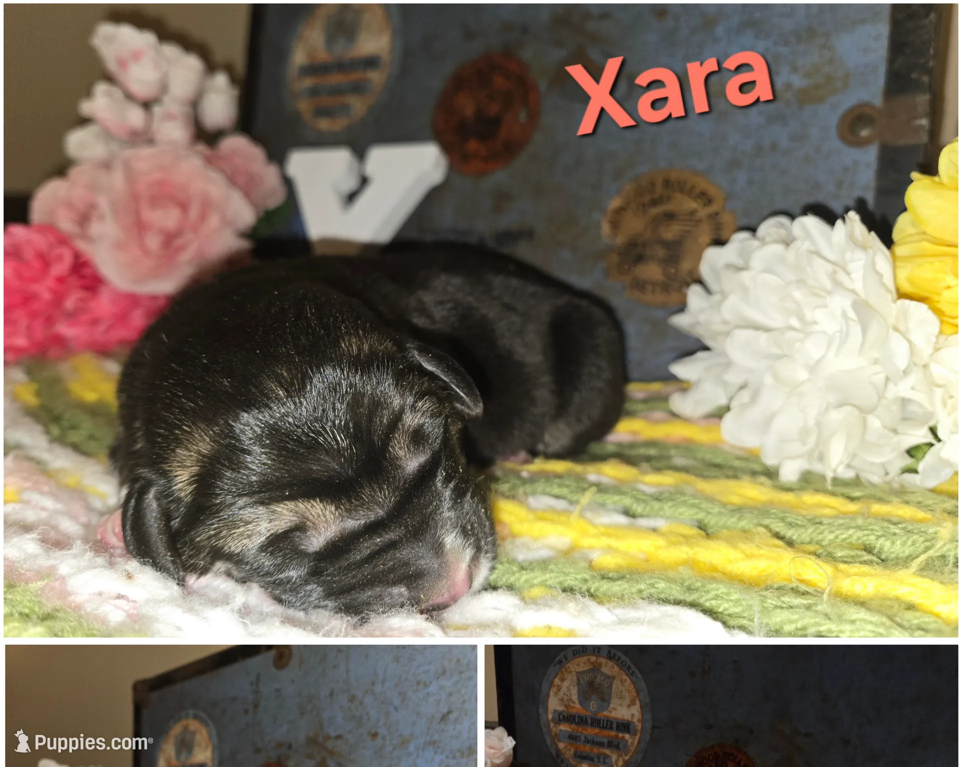 XARA, a female Central Asian Shepherd for sale in New Baltimore, MI – Photo 3 of 3