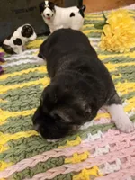 XARA, a female Central Asian Shepherd for sale in New Baltimore, MI – Photo 2 of 3