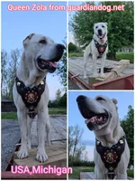 Fall litters, a female Central Asian Shepherd for sale in New Baltimore, MI – Photo 2 of 10