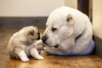 Fall litters, a female Central Asian Shepherd for sale in New Baltimore, MI – Photo 8 of 10