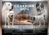 Fall litters, a female Central Asian Shepherd for sale in New Baltimore, MI – Photo 5 of 10