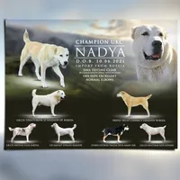 Fall litters, a female Central Asian Shepherd for sale in New Baltimore, MI – Photo 4 of 10