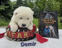 Demir, a male Central Asian Shepherd for sale in New Baltimore, MI – 2 of 3