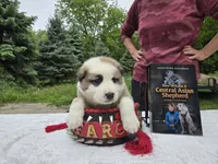 DASHA, a female Central Asian Shepherd for sale in New Baltimore, MI – 4 of 5
