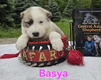 BASYA, a female Central Asian Shepherd for sale in New Baltimore, MI – 1 of 2