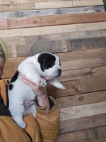 Xacobe, a male Central Asian Shepherd for sale in New Baltimore, MI – Photo 2 of 2