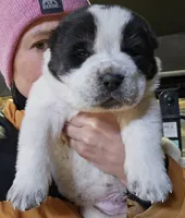 Xacobe, a male Central Asian Shepherd for sale in New Baltimore, MI – Photo 1 of 2