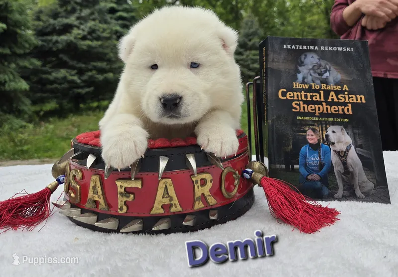 Demir – Central Asian Shepherd puppy on hold in New Baltimore, MI
