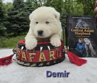 Demir, a male Central Asian Shepherd for sale in New Baltimore, MI – 3 of 3