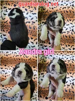 XANDRA, a female Central Asian Shepherd for sale in New Baltimore, MI – Photo 6 of 9