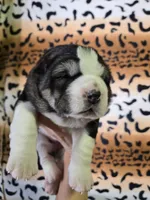 XANDRA, a female Central Asian Shepherd for sale in New Baltimore, MI – Photo 7 of 9