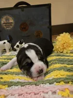 XANDRA, a female Central Asian Shepherd for sale in New Baltimore, MI – Photo 5 of 9