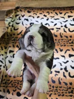 XANDRA, a female Central Asian Shepherd for sale in New Baltimore, MI – Photo 8 of 9