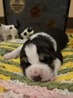 XANDRA, a female Central Asian Shepherd for sale in New Baltimore, MI – Photo 3 of 9