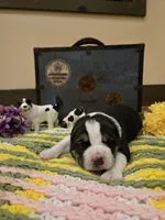 XANDRA, a female Central Asian Shepherd for sale in New Baltimore, MI – Photo 1 of 9