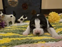 XANDRA, a female Central Asian Shepherd for sale in New Baltimore, MI – Photo 2 of 9