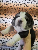 XANDRA, a female Central Asian Shepherd for sale in New Baltimore, MI – Photo 9 of 9