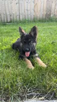 Leoo, a male German Shepherd Dog for sale in Westland, MI – 5 of 5