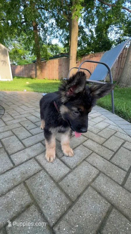 Leoo – German Shepherd Dog puppy for sale in Westland, MI