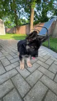 Leoo, a male German Shepherd Dog for sale in Westland, MI – 1 of 5
