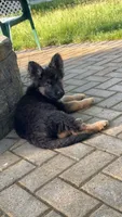 Leoo, a male German Shepherd Dog for sale in Westland, MI – 2 of 5