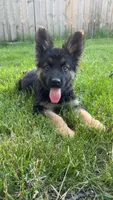 Leoo, a male German Shepherd Dog for sale in Westland, MI – 3 of 5