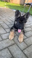 Leoo, a male German Shepherd Dog for sale in Westland, MI – 4 of 5