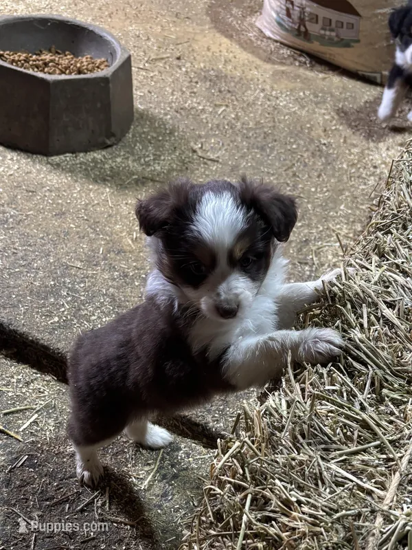 Puppy 3, a female Miniature Australian Shepherd for sale in Boone, IA – 1 of 4