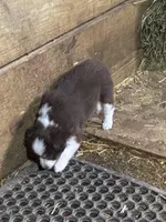 Puppy 3, a female Miniature Australian Shepherd for sale in Boone, IA – 3 of 4