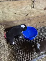 Puppy 3, a female Miniature Australian Shepherd for sale in Boone, IA – 2 of 4