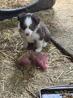 Puppy 3, a female Miniature Australian Shepherd for sale in Boone, IA – 4 of 4