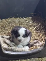 Puppy2, a female Miniature Australian Shepherd for sale in Boone, IA – 2 of 5