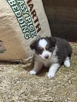 Puppy2, a female Miniature Australian Shepherd for sale in Boone, IA – 4 of 5