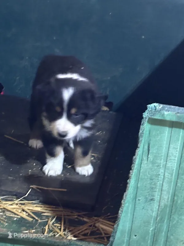 Puppy 2 – Miniature Australian Shepherd puppy for sale in Boone, IA
