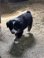 Puppy 2, a male Miniature Australian Shepherd for sale in Boone, IA – 2 of 2