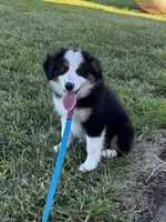 Puppy 1, a male Miniature Australian Shepherd for sale in Boone, IA – 4 of 9