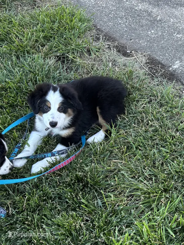 Puppy 1 – Miniature Australian Shepherd puppy for sale in Boone, IA