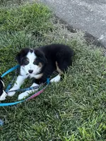 Puppy 1, a male Miniature Australian Shepherd for sale in Boone, IA – 1 of 9