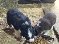 Puppy 3, a male Miniature Australian Shepherd for sale in Boone, IA – 2 of 5