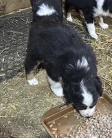 Puppy 3, a male Miniature Australian Shepherd for sale in Boone, IA – 3 of 5