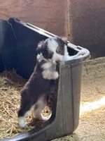 Puppy2, a female Miniature Australian Shepherd for sale in Boone, IA – 3 of 5