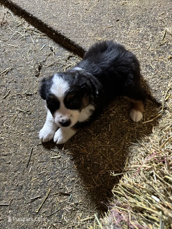 Puppy 3 – Miniature Australian Shepherd puppy for sale in Boone, IA
