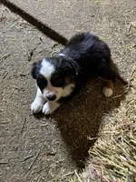 Puppy 3, a male Miniature Australian Shepherd for sale in Boone, IA – 1 of 5