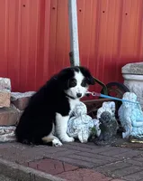 Puppy 1, a male Miniature Australian Shepherd for sale in Boone, IA – 3 of 9