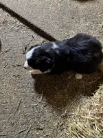 Puppy 3, a male Miniature Australian Shepherd for sale in Boone, IA – 5 of 5