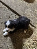 Puppy 3, a male Miniature Australian Shepherd for sale in Boone, IA – 4 of 5
