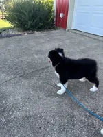 Puppy 1, a male Miniature Australian Shepherd for sale in Boone, IA – 5 of 9