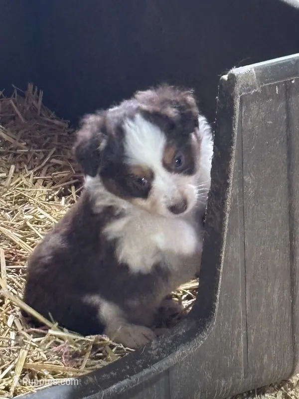 Puppy2 – Miniature Australian Shepherd puppy for sale in Boone, IA