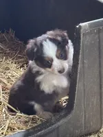 Puppy2, a female Miniature Australian Shepherd for sale in Boone, IA – 1 of 5