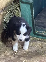 Puppy 1, a male Miniature Australian Shepherd for sale in Boone, IA – 4 of 4
